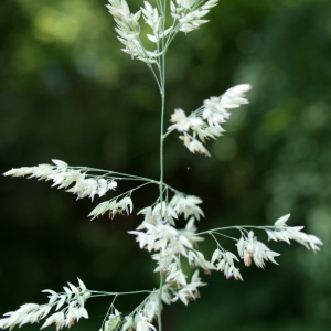 Photographie n°245952 du taxon Holcus lanatus L. [1753]