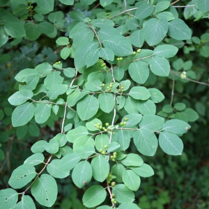 Photographie n°245957 du taxon Lonicera xylosteum L. [1753]
