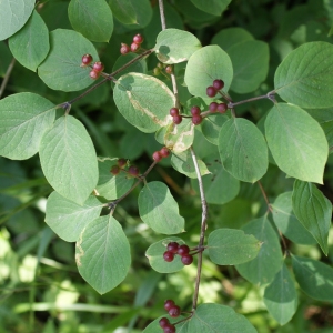 Photographie n°245960 du taxon Lonicera xylosteum L. [1753]