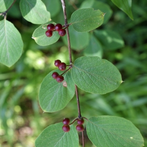 Photographie n°245961 du taxon Lonicera xylosteum L. [1753]