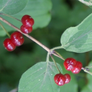 Photographie n°245963 du taxon Lonicera xylosteum L. [1753]