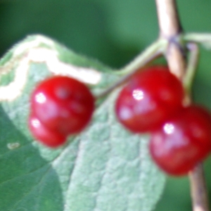 Photographie n°245964 du taxon Lonicera xylosteum L. [1753]