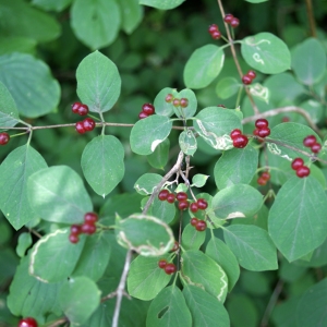 Photographie n°245966 du taxon Lonicera xylosteum L. [1753]