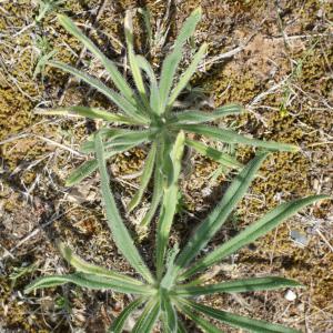 Onosma arenaria subsp. pyramidata Braun-Blanq. (Orcanette pyramidale)