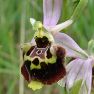 Photographie n°246027 du taxon Ophrys druentica P.Delforge & Viglione [2006]