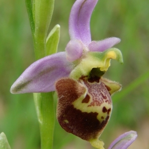  - Ophrys druentica P.Delforge & Viglione [2006]