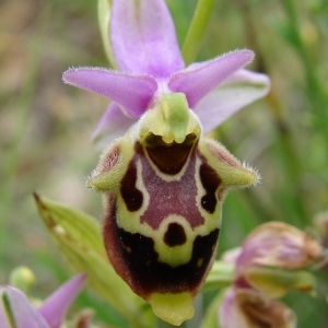 Ophrys druentica P.Delforge & Viglione
