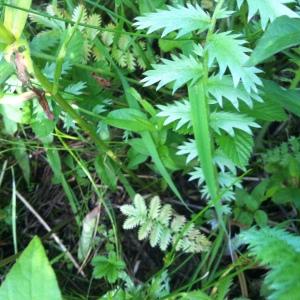  - Potentilla anserina L. [1753]