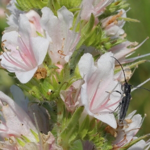 Photographie n°246059 du taxon Echium vulgare L. [1753]