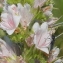  Marie  Portas - Echium vulgare L.