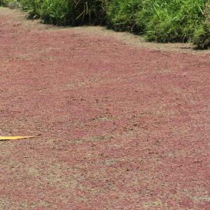 Photographie n°246064 du taxon Azolla filiculoides Lam.