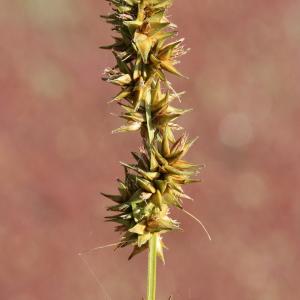 Photographie n°246066 du taxon Carex otrubae Podp.