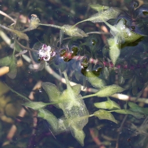 Photographie n°246069 du taxon Lemna trisulca L. [1753]