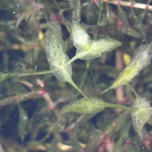 Photographie n°246072 du taxon Lemna trisulca L. [1753]