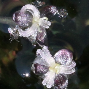 Elodea nuttallii (Planch.) H.St.John (Élodée à feuilles étroites)