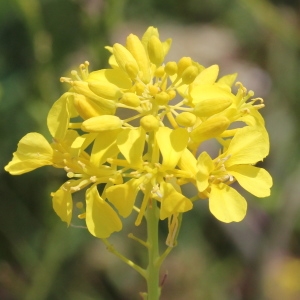 Brassica nigra proles persoonii Rouy & Foucaud (Moutarde noire)