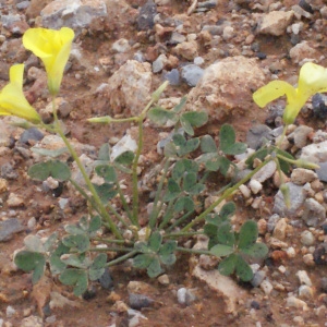Photographie n°246095 du taxon Oxalis pes-caprae L. [1753]