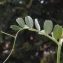  Liliane Roubaudi - Vicia hybrida L. [1753]