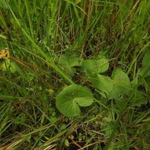 Photographie n°246211 du taxon Caltha palustris L. [1753]