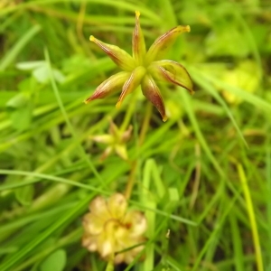 Photographie n°246213 du taxon Caltha palustris L. [1753]