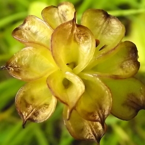 Photographie n°246214 du taxon Caltha palustris L. [1753]