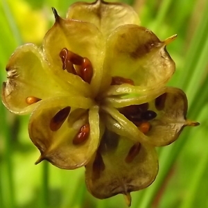 Photographie n°246215 du taxon Caltha palustris L. [1753]