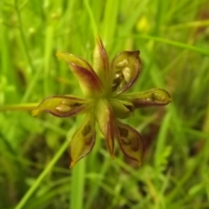 Photographie n°246216 du taxon Caltha palustris L. [1753]