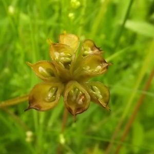 Photographie n°246217 du taxon Caltha palustris L. [1753]