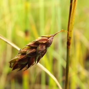 Photographie n°246222 du taxon Carex limosa L.