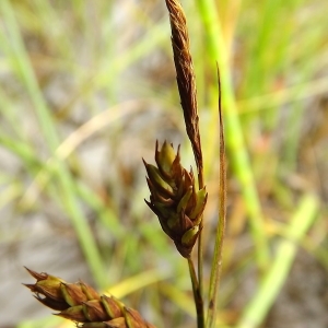 Carex limosa L. (Laiche des bourbiers)