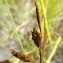  Florent Beck - Carex limosa L.