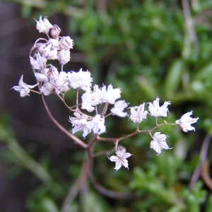 Photographie n°246247 du taxon Sedum album L.