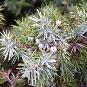 Photographie n°246254 du taxon Juniperus communis subsp. communis