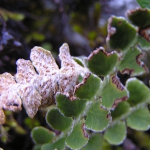 Photographie n°246258 du taxon Asplenium ceterach subsp. ceterach