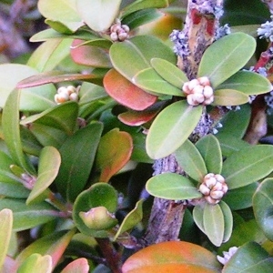 Photographie n°246259 du taxon Buxus sempervirens L.