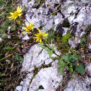 Photographie n°246263 du taxon Jacobaea vulgaris subsp. vulgaris