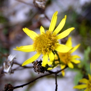 Senecio jacobaea L. subsp. jacobaea (Séneçon de Jacob)