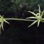  Liliane Roubaudi - Rhagadiolus stellatus (L.) Gaertn. [1791]