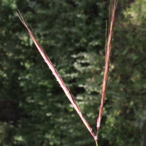 Photographie n°246358 du taxon Andropogon distachyos L. [1753]