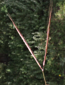 Liliane Roubaudi, le 19 avril 2014 (Crète (collines au dessus de Kolimpari))