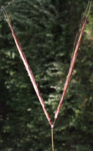 Liliane Roubaudi, le 19 avril 2014 (Crète (collines au dessus de Kolimpari))