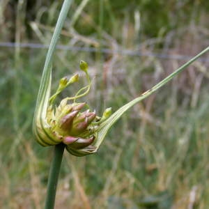 Photographie n°246381 du taxon Allium oleraceum L. [1753]