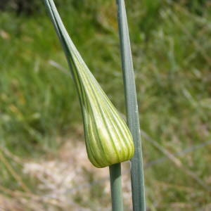  - Allium oleraceum L. [1753]