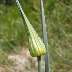  - Allium oleraceum L. [1753]