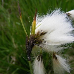 Photographie n°246383 du taxon Eriophorum latifolium Hoppe [1800]