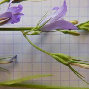 Photographie n°246403 du taxon Campanula rapunculus L.