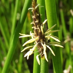 Chlorocharis palustris (L.) Rikli (Héléocharis des marais)