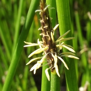 Scirpus reptans Thuill. (Héléocharis des marais)