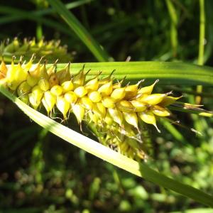 Photographie n°246421 du taxon Carex vesicaria L. [1753]