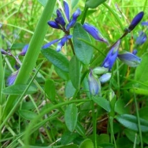 Photographie n°246437 du taxon Polygala L. [1753]